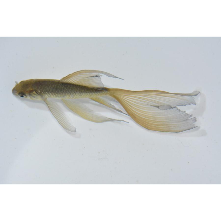 鉄魚 テツギョ 厳選極上鉄魚 3歳 花房 10ｃｍ Asa0030 オールスマイルアクア 通販 Yahoo ショッピング