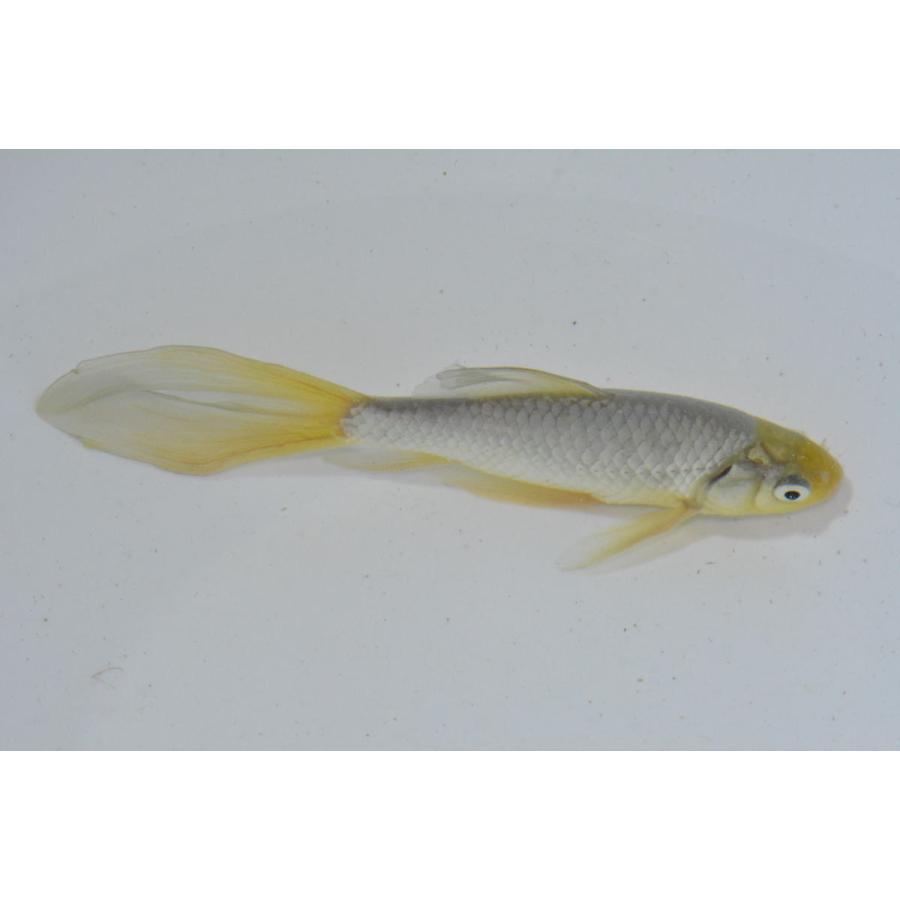 魚取沼系羽衣鉄魚 極上 黄頭青鉄魚 : オールスマイルアクア - 通販 