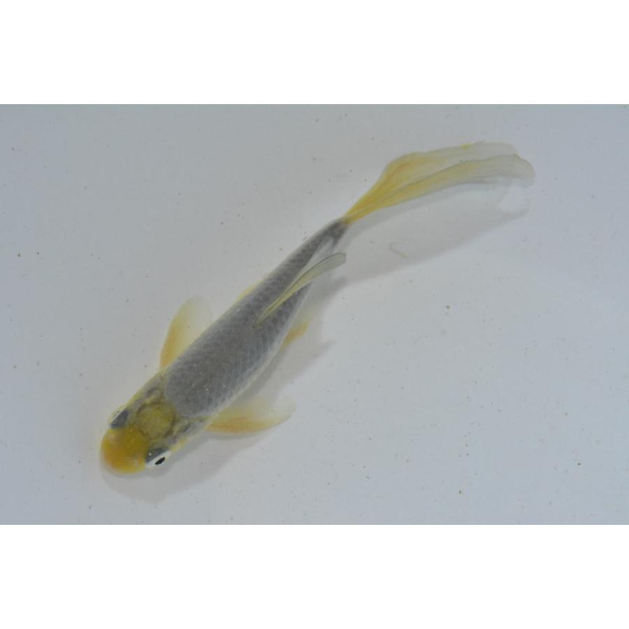 魚取沼系羽衣鉄魚 極上 黄頭青鉄魚 : オールスマイルアクア - 通販 