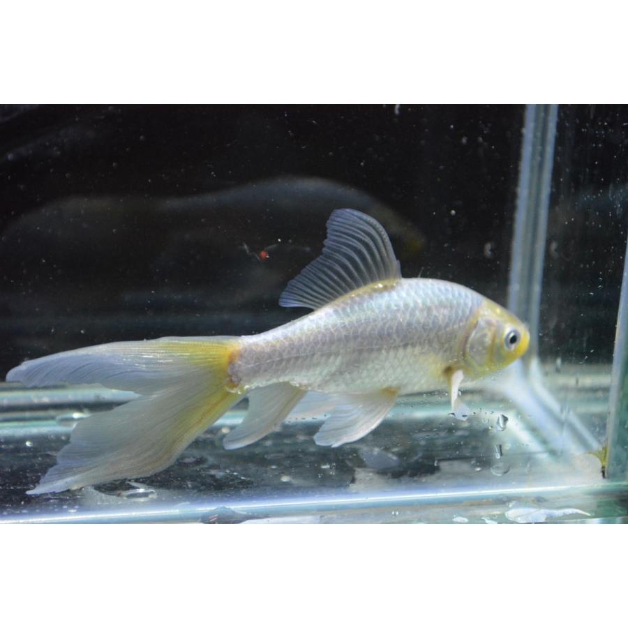 魚取沼系羽衣鉄魚 極上 黄頭青鉄魚 : オールスマイルアクア 魚取沼系羽衣鉄魚 極上 黄頭青鉄魚 : オールスマイルアクア