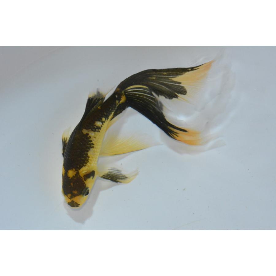 鉄魚（テツギョ）厳選極上鉄魚 3歳 1枚尾 : オールスマイルアクア 