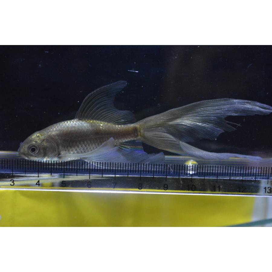 魚取系鉄魚 厳選羽衣系個体 1匹 青鉄魚の子 3歳 : オールスマイル 
