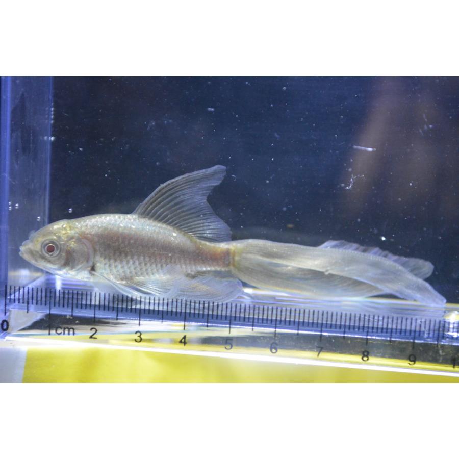 その他 青鉄魚 親サイズ 20オーバー