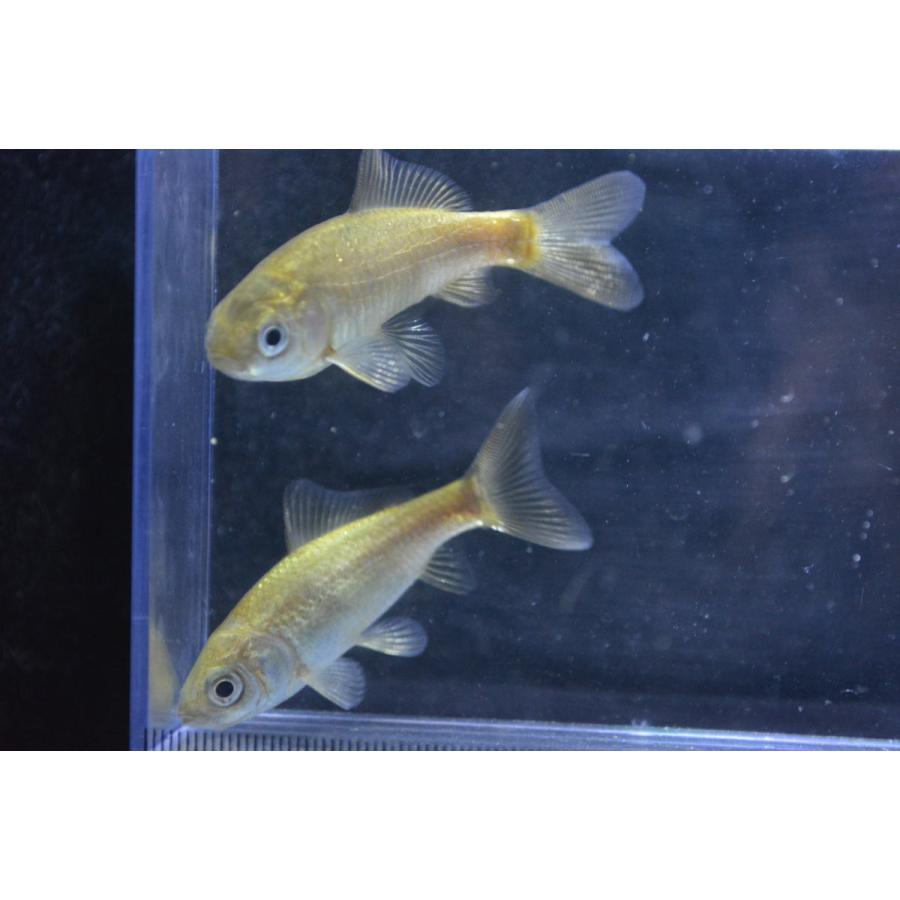 魚取系鉄魚 厳選個体 ひれなし 2匹セット : オールスマイル 魚取系鉄魚 厳選個体 ひれなし 2匹セット : オールスマイル