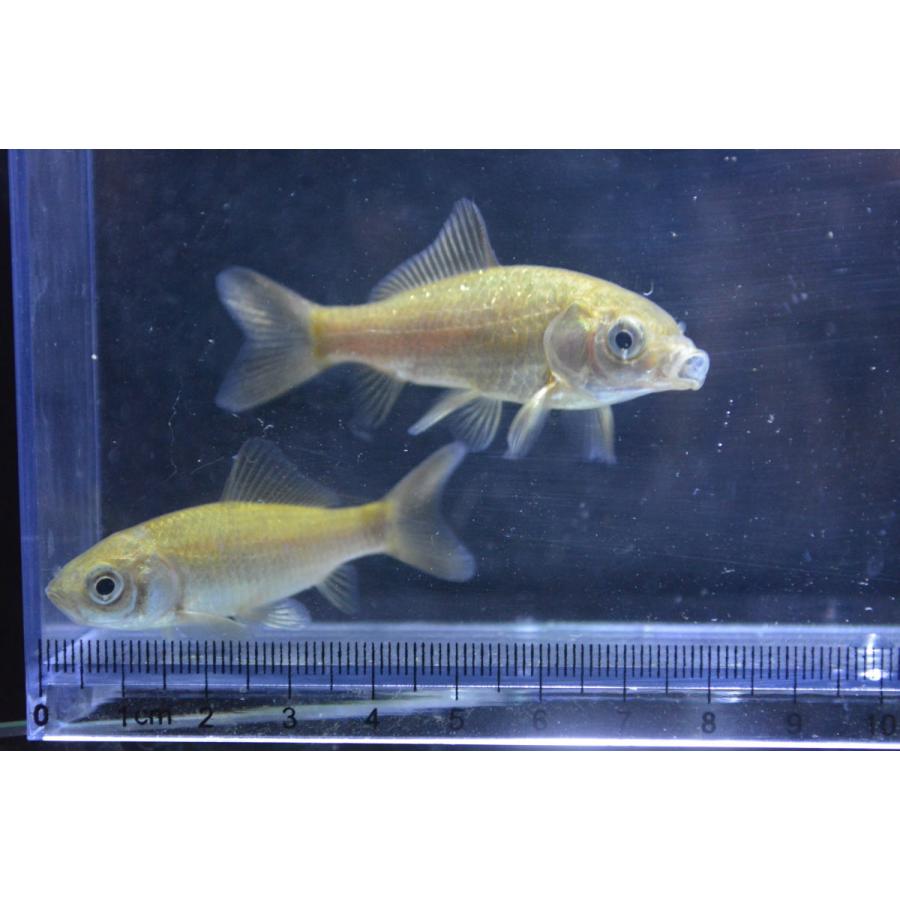 魚取系鉄魚 厳選個体 ひれなし 2匹セット : オールスマイル 魚取系鉄魚 厳選個体 ひれなし 2匹セット : オールスマイル