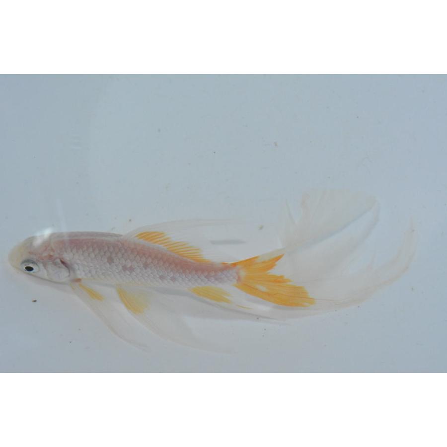 魚取沼系鉄魚 厳選羽衣鉄魚 1匹 白鉄魚 3歳 緋入り : オール 魚取沼系鉄魚 厳選羽衣鉄魚 1匹 白鉄魚 3歳 緋入り : オール