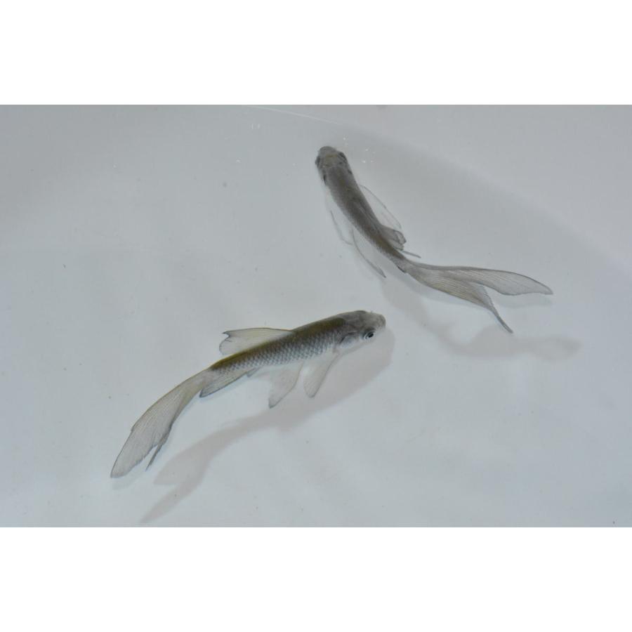 魚取沼系羽衣鉄魚　極上　青2匹セット