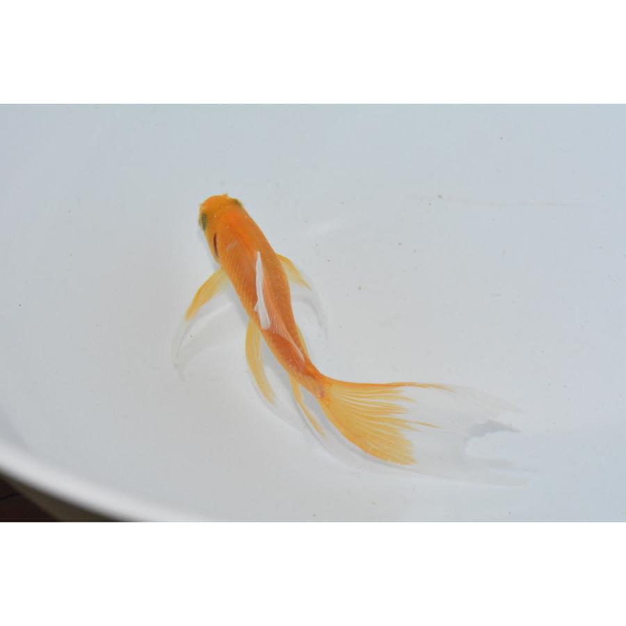 魚取系鉄魚 厳選羽衣個体 赤鉄魚（オレンジ）現物販売 : オール