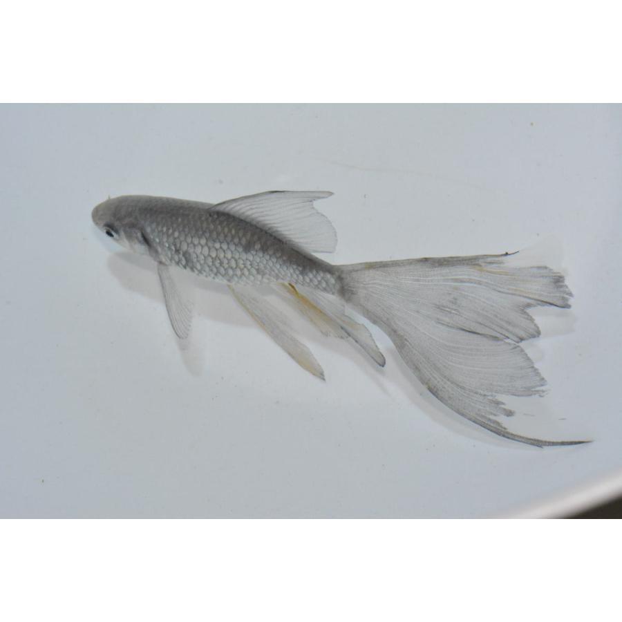魚取沼系羽衣鉄魚 極上 青鉄魚 1匹 3歳 : オールスマイルアクア 魚取沼系羽衣鉄魚 極上 青鉄魚 1匹 3歳 : オールスマイルアクア