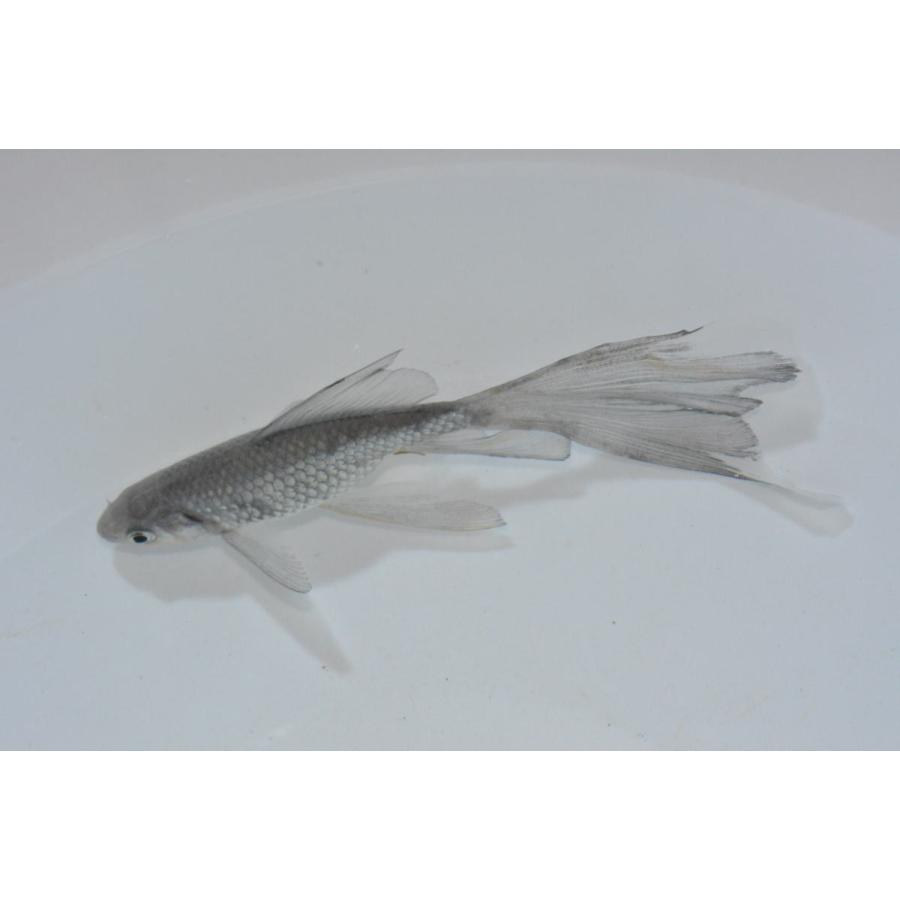 青鉄魚　親サイズ　　20オーバー 青鉄魚（アオテツギョ）魚取沼厳選羽衣個体 極上 3歳 : オールスマイル