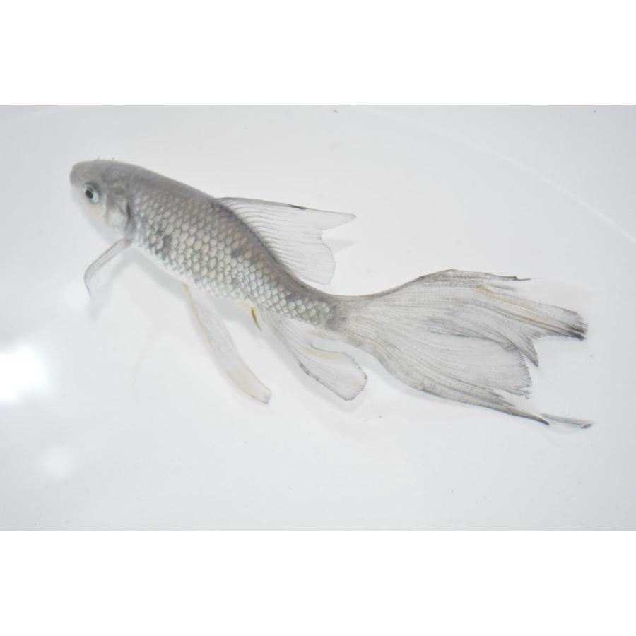 魚取沼系羽衣鉄魚 極上 青鉄魚 1匹 3歳 : オールスマイルアクア - 通販 