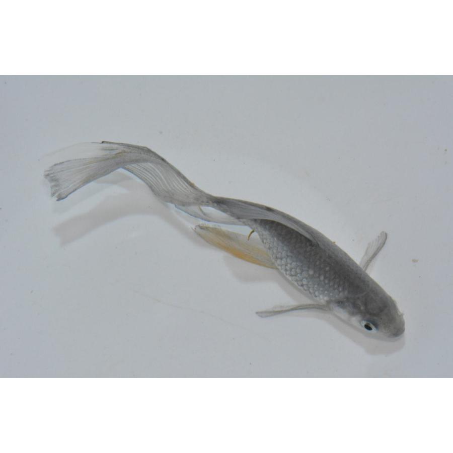 青鉄魚　親サイズ　　20オーバー 青鉄魚（アオテツギョ）魚取沼厳選羽衣個体 極上 3歳 : オールスマイル