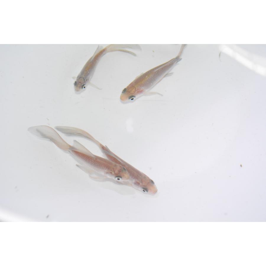 魚取沼系鉄魚　1セット5匹　青鉄魚の子　3歳　SMサイズ　｜allsimile-aqua｜03