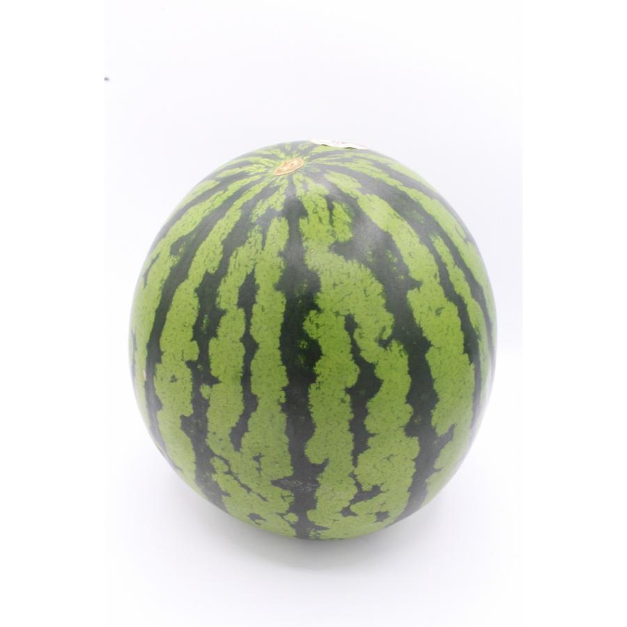 予約□熊本県産 大玉完熟西瓜 2L 約7kg 1玉 5月中下旬〜 : Freshfruits