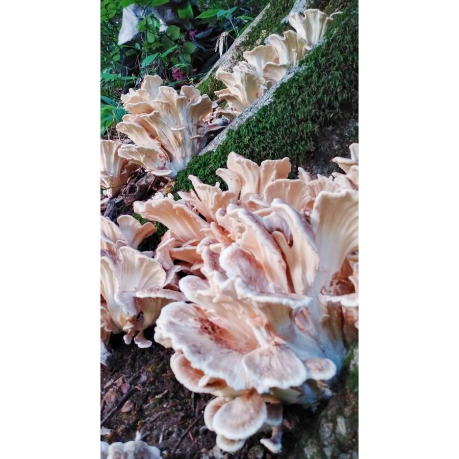 □限定予約□山形県産 幻のきのこ 天然とんびまいたけ（トビタケ、とび
