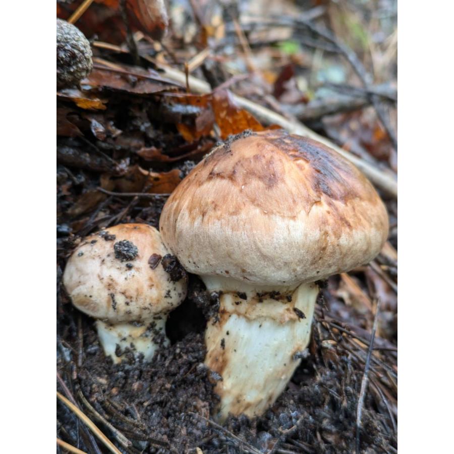 限定予約□山形県産 天然松茸 お徳用 約200g 10月上旬〜下旬頃