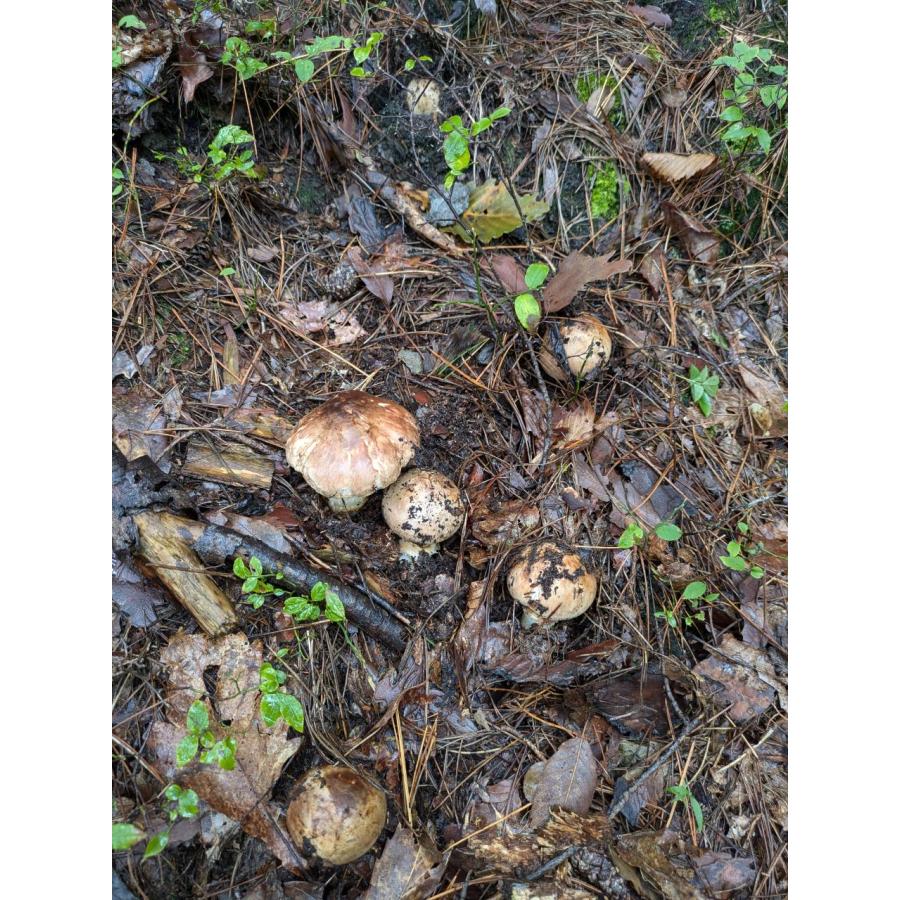限定予約□山形県産 天然松茸 お徳用 約200g 10月上旬〜下旬頃