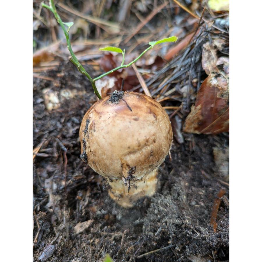 限定予約□山形県産 天然松茸 お徳用 約200g 10月上旬〜下旬頃