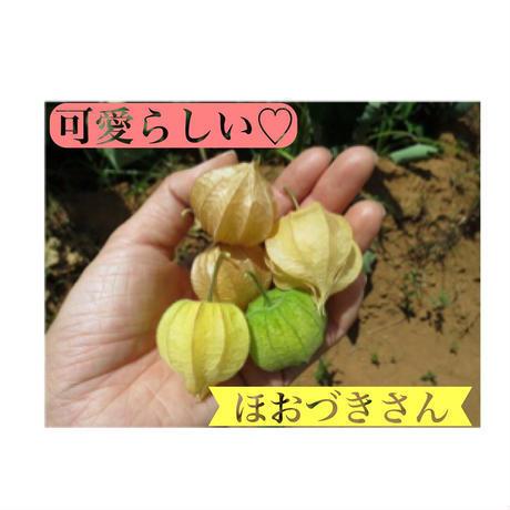 Pokpokドライほおづき 45ｇ アフリカンテーブル スーパーフード ドライ ドライフルーツ ドライほおずき ゴールデンベリー インカベリー 甘酸っぱさがクセになる Africa Pokpok Bioアリーベース 通販 Yahoo ショッピング