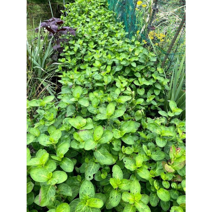 藍の葉茶 藍燦燦 ティーパック 那須町産 国産 8パック入り : アロハ