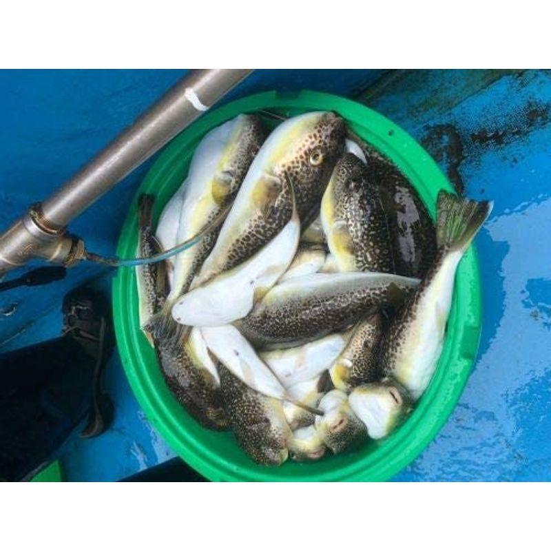 エクリプス(ECLIPSE) ケイノン グローボ 165 ECLIPSE ケイノン グローボ