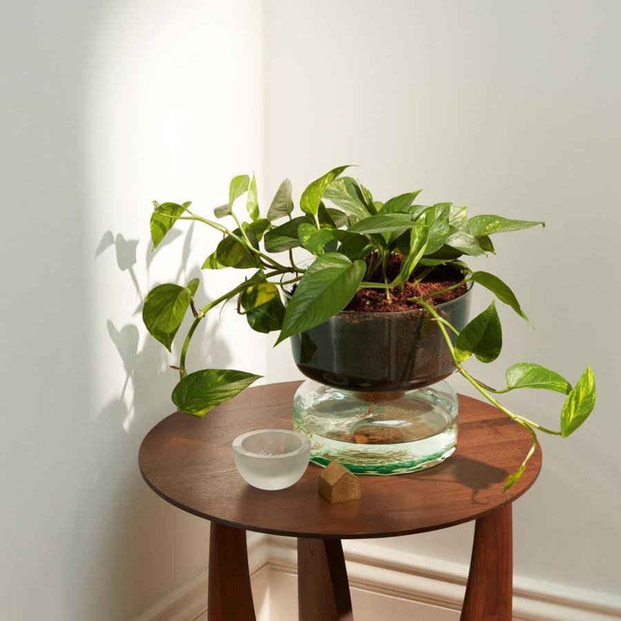 LSA CANOPY キャノピー Self Water Planter プランター G1579-22-161 LCQ16 / エルエスエー 花器 花瓶 フラワーベース_2