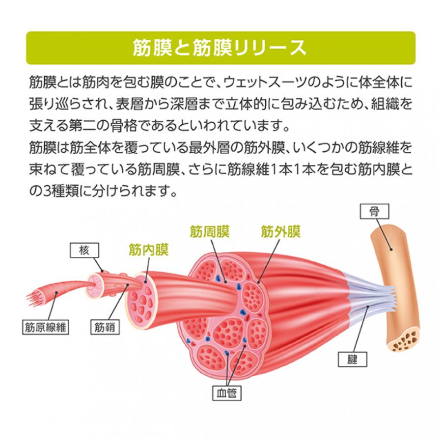 【日本正規品】 トリガーポイント グリッドフォームローラー GRID Foam Roller オレンジ 04402 ストレッチ トレーニング セルフマッサージ TRIGGER POINT｜alpen-group｜08