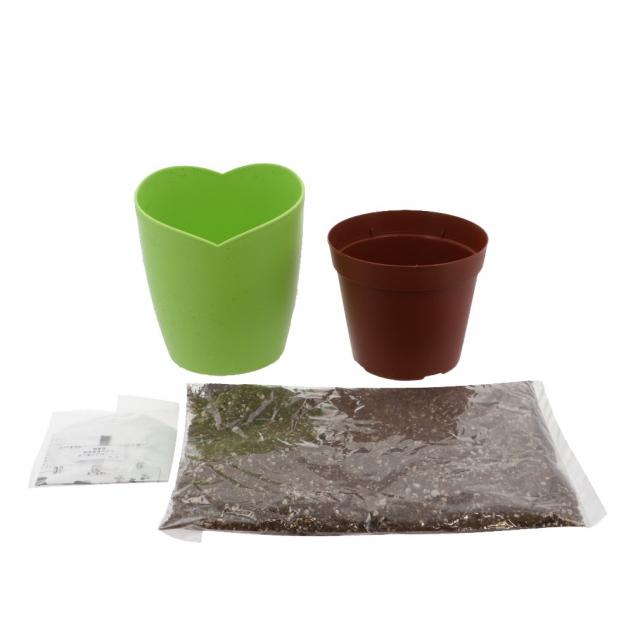 聖新陶芸 きっとみつかる四葉のクローバー栽培セット GD-592 キャンプ