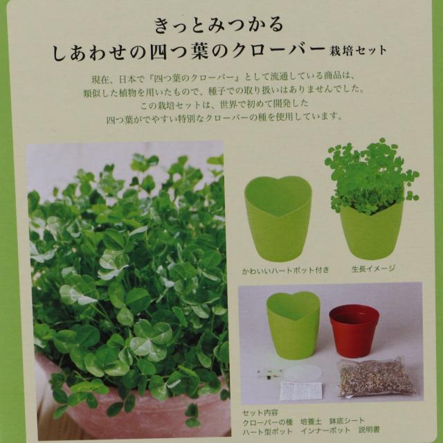 聖新陶芸 きっとみつかる四葉のクローバー栽培セット GD-592 キャンプ