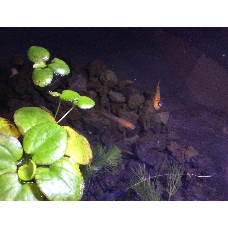 超 スリム ＬＥＤ灯 長さ１０４ｃｍ １２０ｃｍ水槽 などに １６色切替可能 水中ＬＥＤ灯 水陸両用 水中灯 色揚げ 水中蛍光灯 大型水槽 全７モデル 　led104cm |  | 02