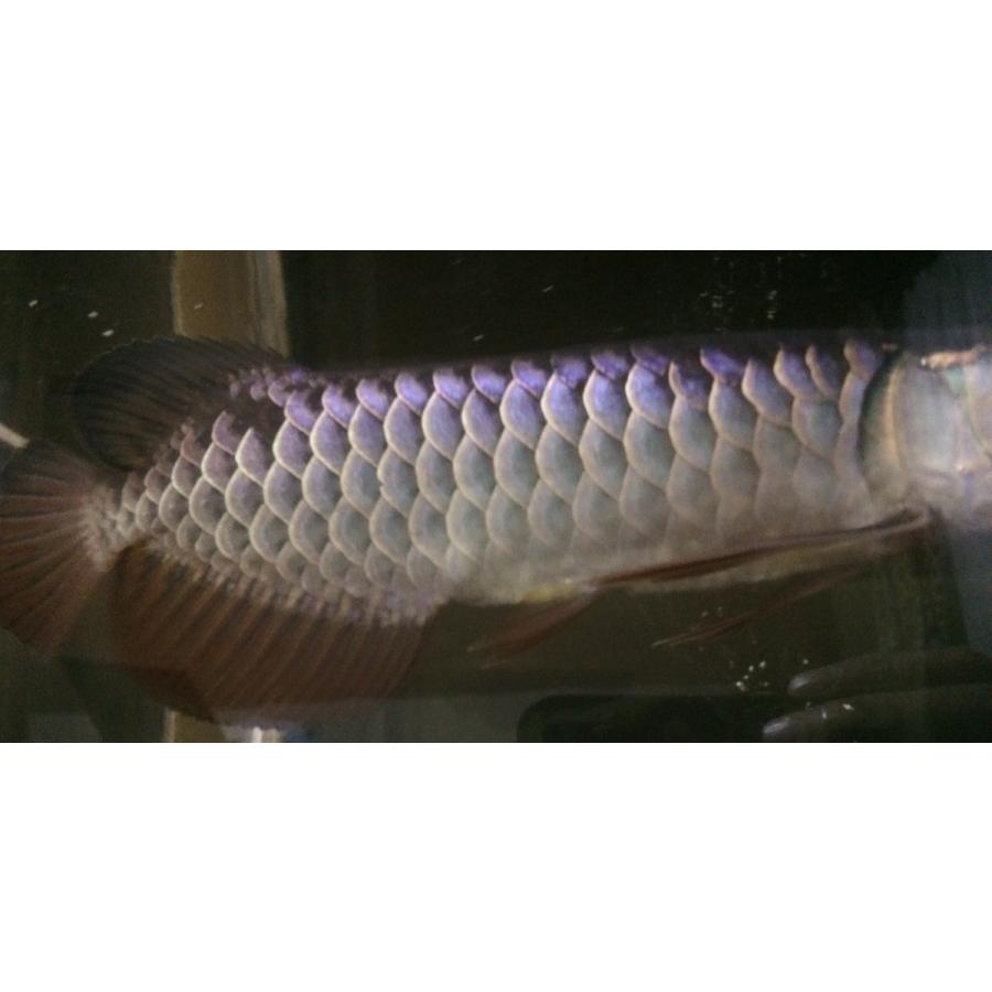 超 スリム ＬＥＤ灯 長さ１２４ｃｍ １５０ｃｍ水槽以上 大型水槽 １６色切替可能 水中ＬＥＤ灯 水中灯 色揚げ 水陸両用 上部 蛍光灯 全７モデル 　led124cm |  | 04