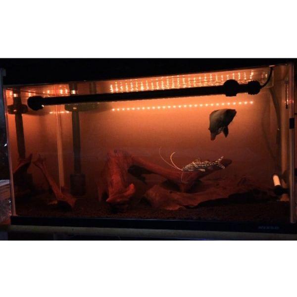 超 スリム ＬＥＤ灯 長さ２８ｃｍ 小型水槽 などに １６色切替可能 35cm水槽 など 水中ＬＥＤ灯 水中灯 色揚げ 水陸両用 水中蛍光灯 全７モデル 　led28cm |  | 07