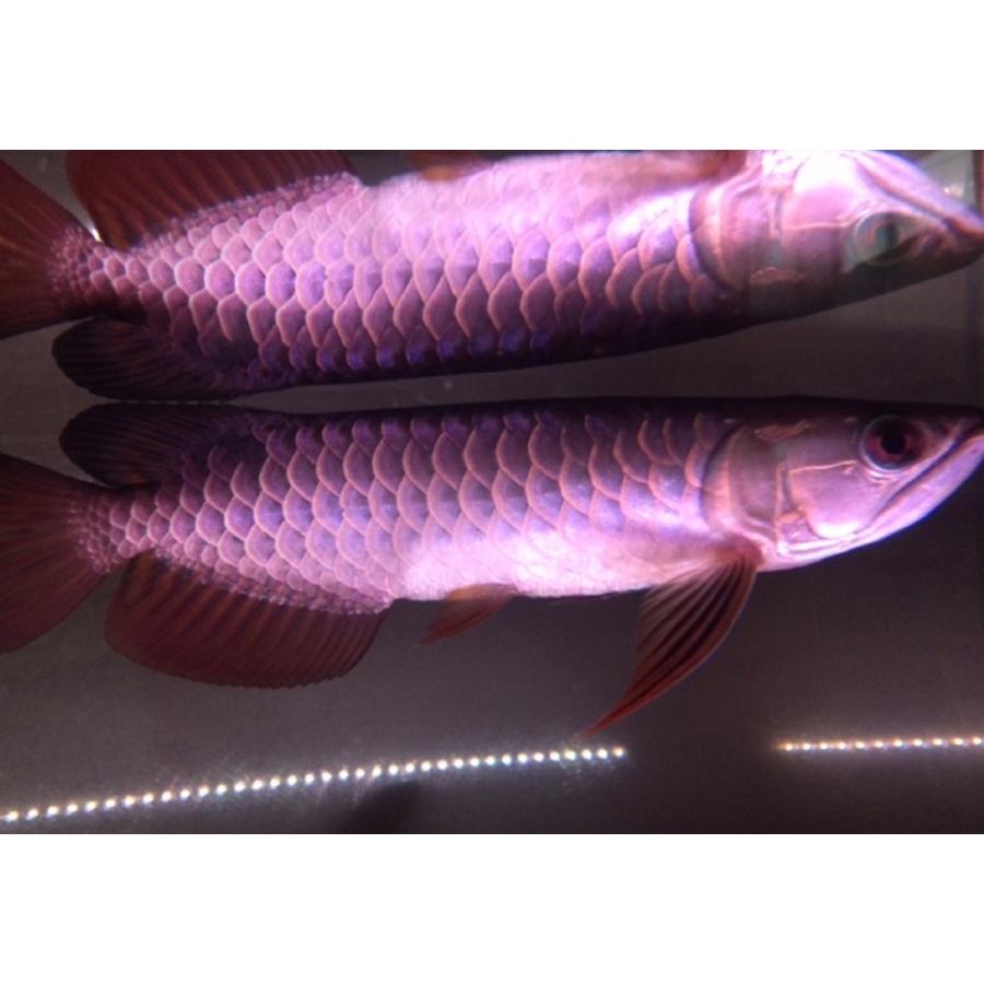 超 スリム ＬＥＤ灯 長さ３８ｃｍ ４５ｃｍ水槽 などに １６色切替可能 水中ＬＥＤ灯 水中灯 色揚げ 色上げ 水陸両用 上部灯 水中蛍光灯 全７モデル 　led38cm |  | 05