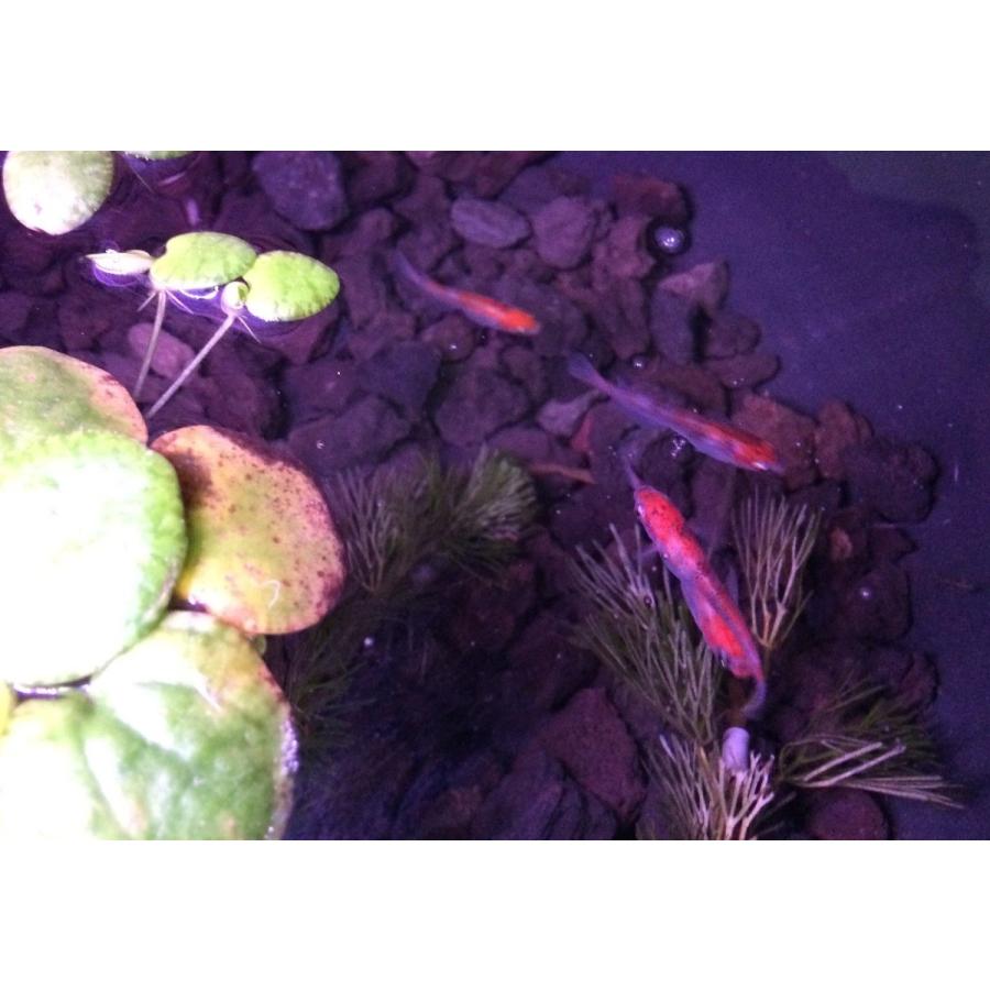 超 スリム ＬＥＤ灯 長さ82ｃｍ　90ｃｍ水槽 などに １６色切替可能 水中ＬＥＤ灯 水中灯 色揚げ 上部灯 水陸両用 色上げ 水中蛍光灯 　led82cm　本州　送料無料 |  | 03