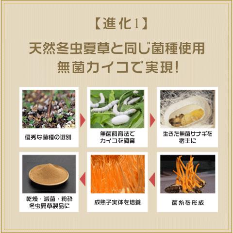 冬虫夏草 2箱セット 国際博覧会金賞受賞！サナギダケ 百楽草 虫草 免 