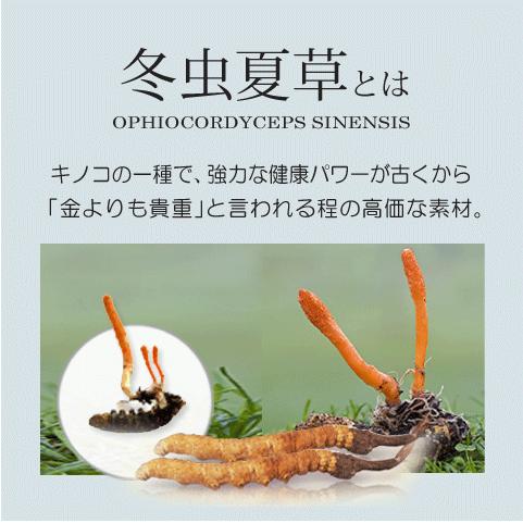 Alphay 冬虫夏草 6箱セット 純度100% 国際博覧会金賞受賞