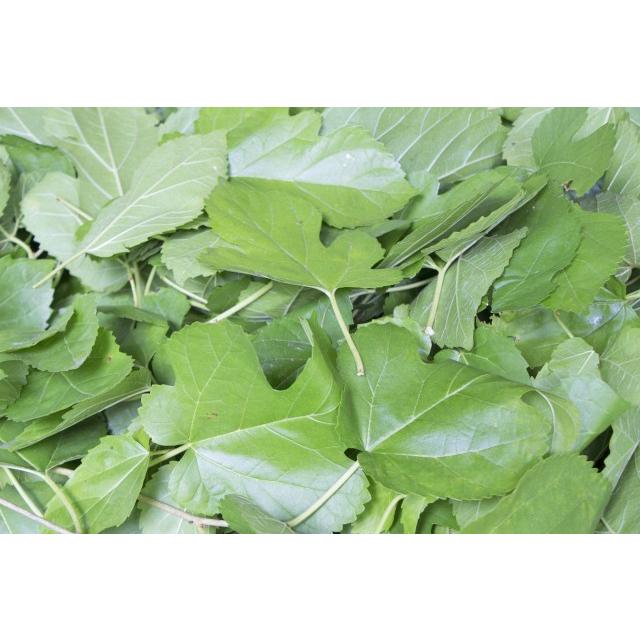 国産桑の葉茶　30包【DM便送料無料】 |  | 03