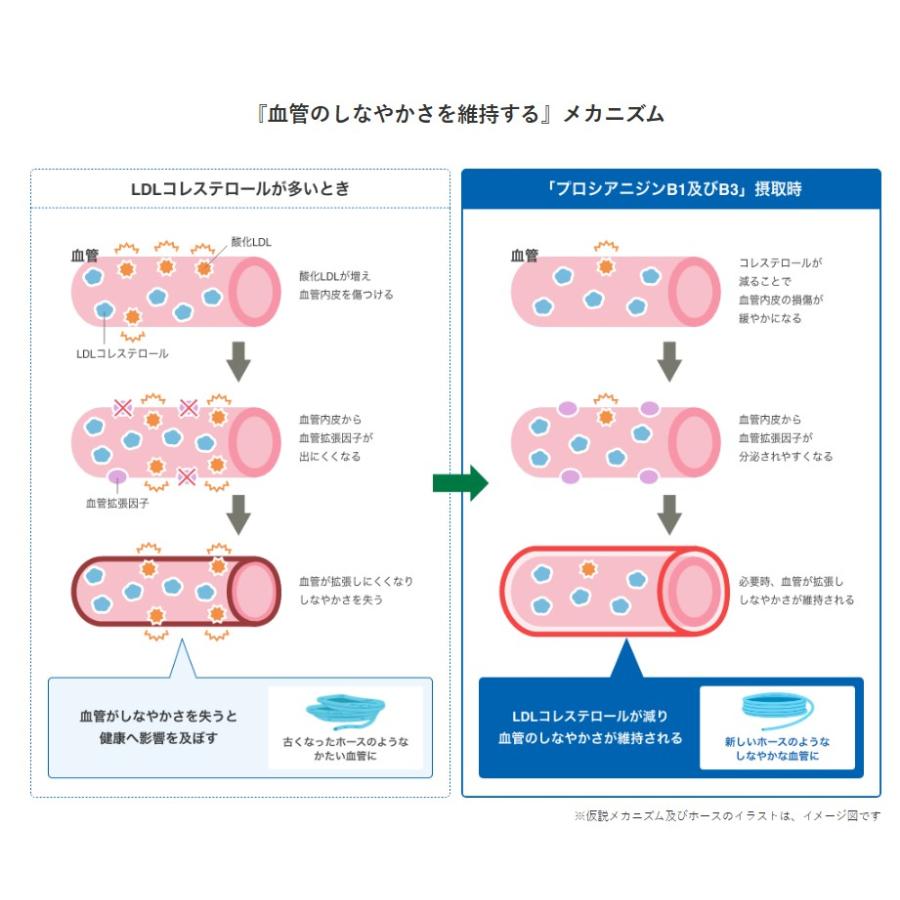 伊右衛門（サントリー） 【セール】「48本」 伊右衛門プラス