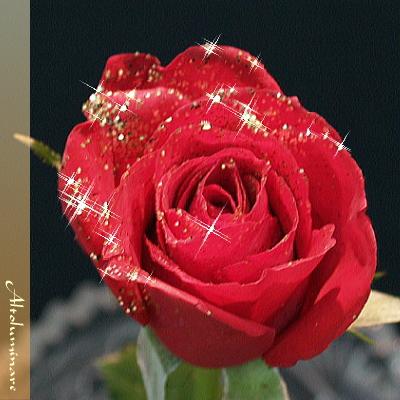 最初の 輝く赤バラ お好きなの数だけディアマンテ レッド 最高級バラ1本