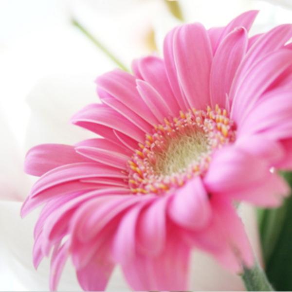 かわいいピンク系ガーベラの花束 Ys Om Bu Ff バラ プレゼント アルトルミナーレ 通販 Yahoo ショッピング