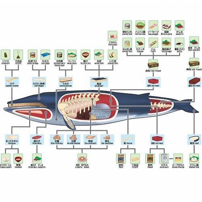 鯨 くじら クジラ ベーコン 鯨ベーコン 切り落とし 100ｇ×4パック｜alumart｜04