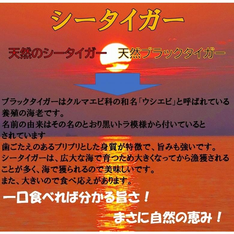 爆買 海老 シータイガー海老 特大サイズ クルマエビ科 天然海老 4/6 約