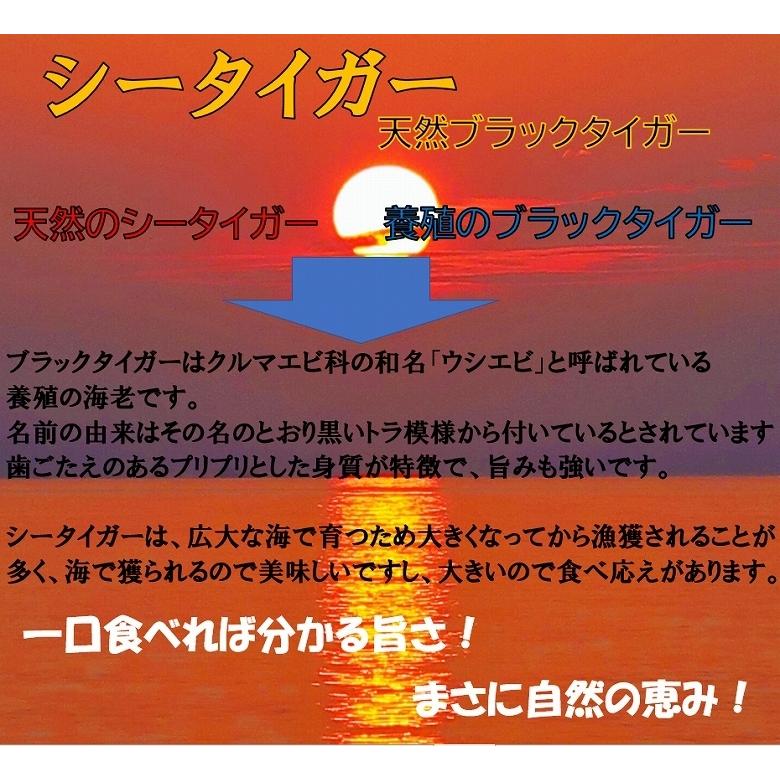 海老 シータイガー海老 クルマエビ科 天然海老 特大 6/8 約30尾 1.8kg 冷凍 ぷりぷり ブラックタイガー ギフト プレゼント｜alumart｜05