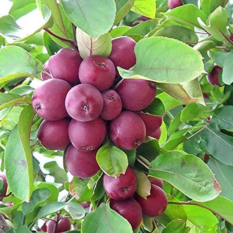 超特価激安 りんごの苗木 品種：バレリーナツリー品種で選べる果樹苗木 平均樹高:70cm/1個(ポット植えなのでほぼ年中 15cmポット 接木苗 2年生 育苗箱