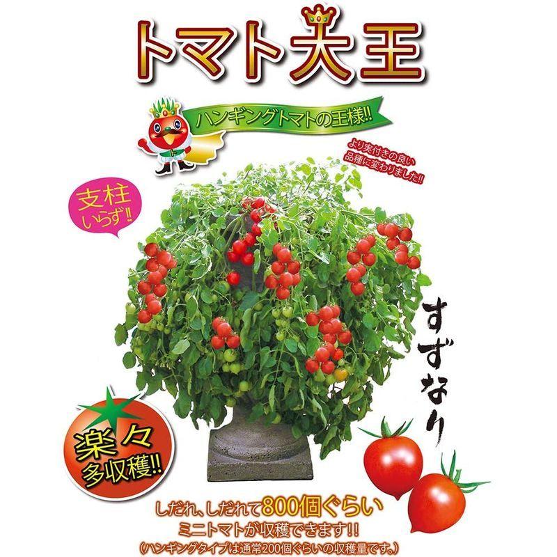 豪華で新しい ミニトマト苗 トマト大王 トレーディング しだれる タイプ 支柱いらずで楽々多収穫newタイプミニトマト 野菜苗 9cmポット自根苗 2個セ Wantannas Go Id