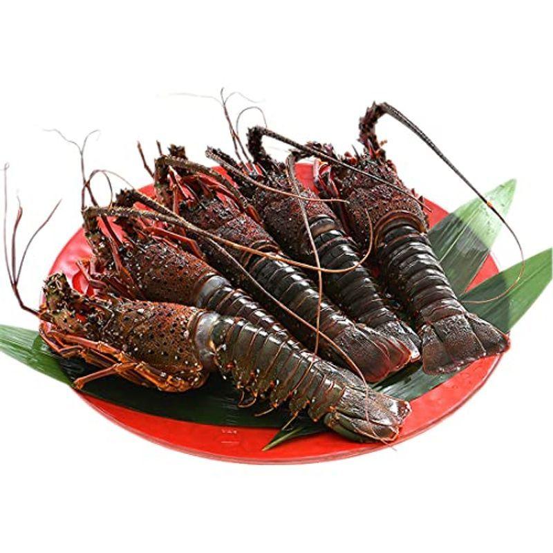 港ダイニングしおそう 伊勢海老 千葉県産 小サイズ 4 5尾 外房イセエビ 伊勢エビ 伊勢えび えび 刺身 ご自宅用 ご家庭用 贈呈用 人気top