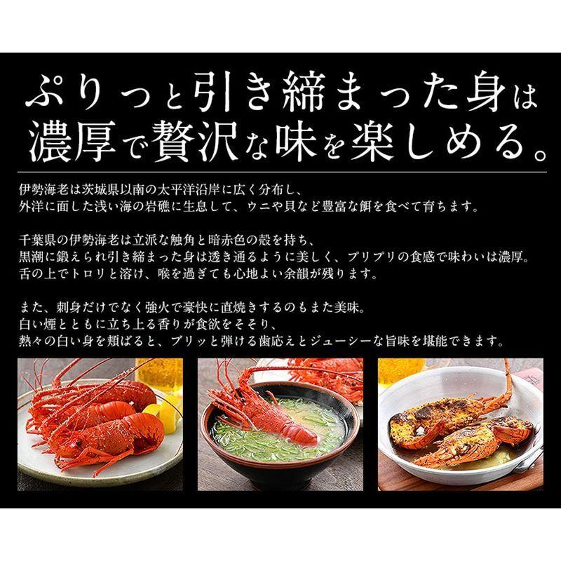 港ダイニングしおそう 伊勢海老 千葉県産 小サイズ 4 5尾 外房イセエビ 伊勢エビ 伊勢えび えび 刺身 ご自宅用 ご家庭用 贈呈用 人気top