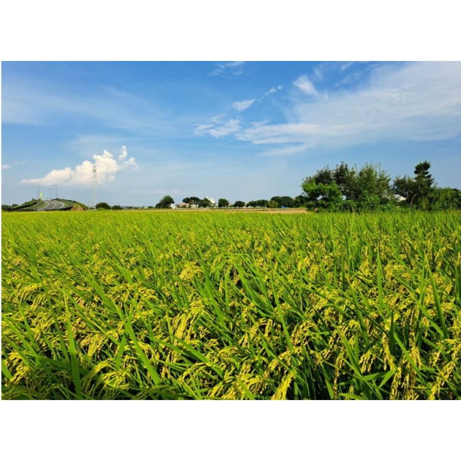 令和7年度 茨城県産 コシヒカリ30キロ 精米 |  | 04