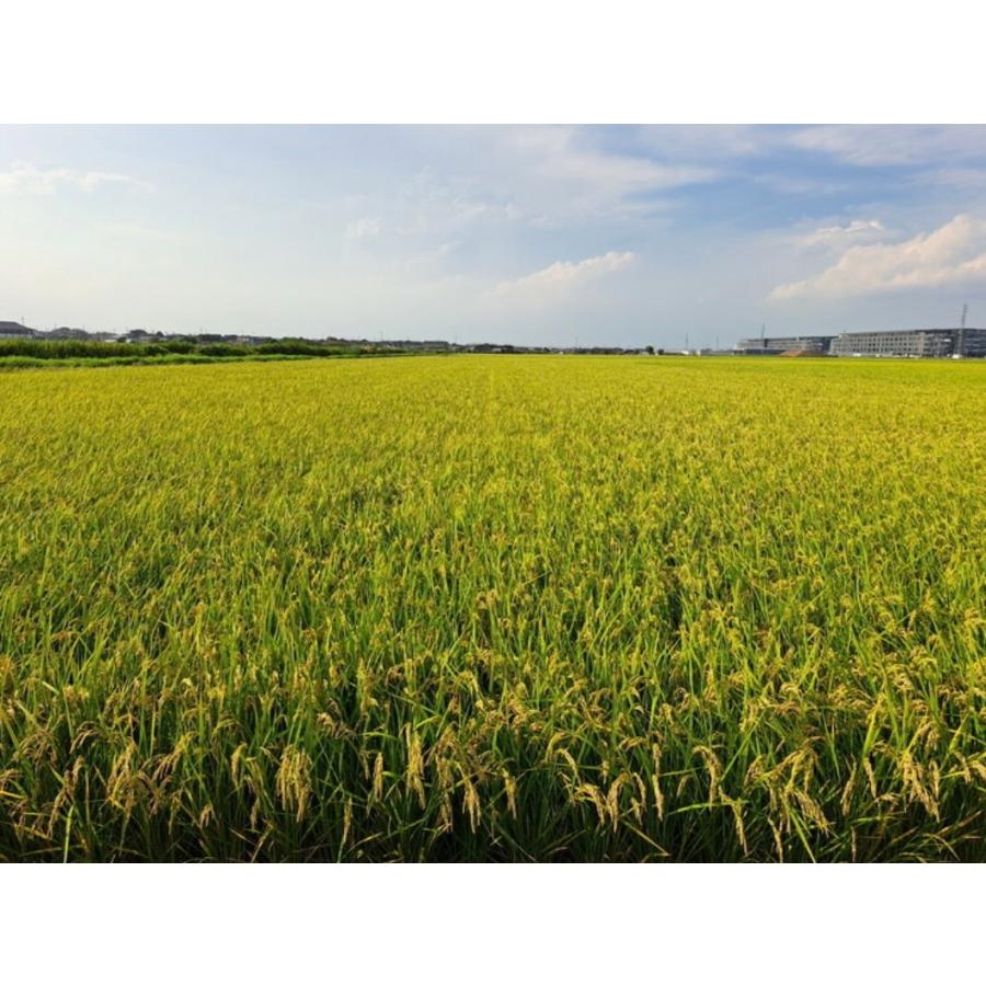 令和7年度 茨城県産 コシヒカリ30キロ 無洗米 |  | 02