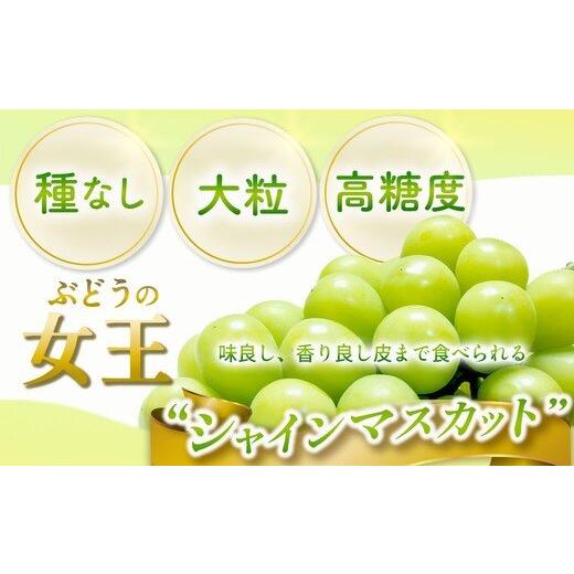 甘熟シャインマスカット 茨城県産　最高糖度26度　産地直送　種なし 皮ごとOK | 